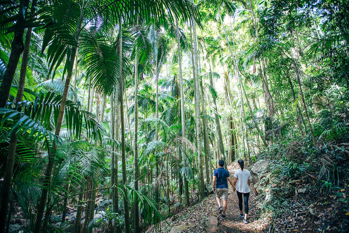 Tamborine Rainforest SkyWalk